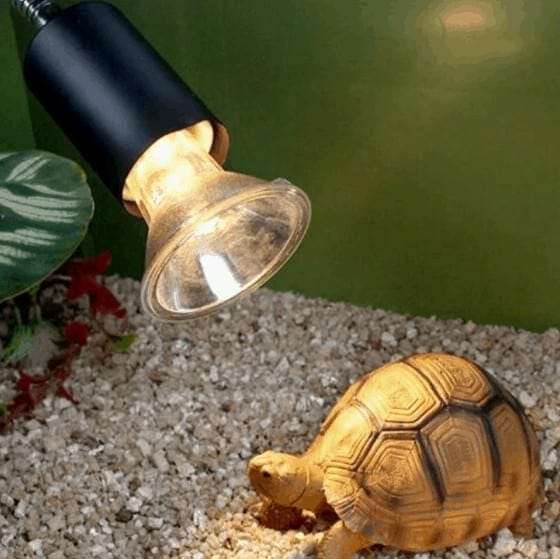 lampe UVA et UVB avec une tortue terrestre