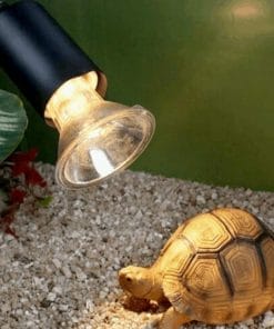 lampe UVA et UVB avec une tortue terrestre