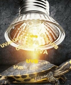 Ampoule pour lampe UV et Chauffante pour Tortue UVA et UVB