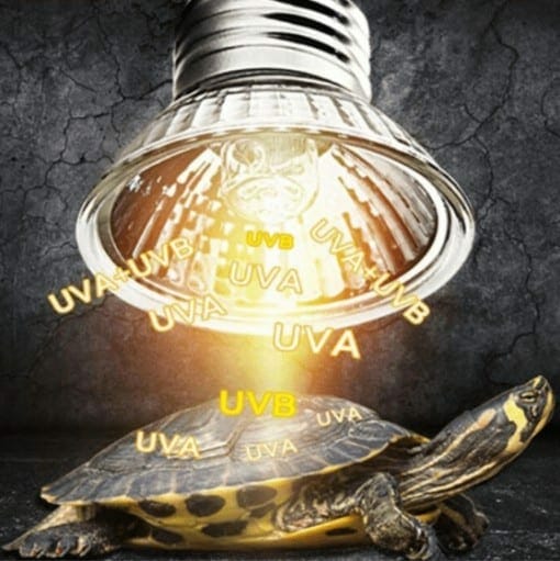 Ampoule pour lampe UV et Chauffante pour Tortue UVA et UVB