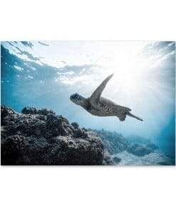 Photo de Tortue Paysage Marin Enchanteur