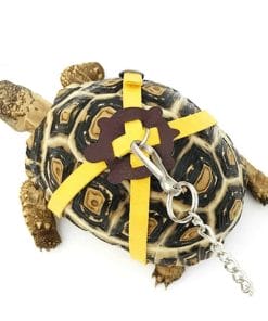L Animal Totem Tortue Tout Savoir Blog Du Site Univers Tortue L Animal Totem Tortue Tout Savoir Blog Du Site Univers Tortue