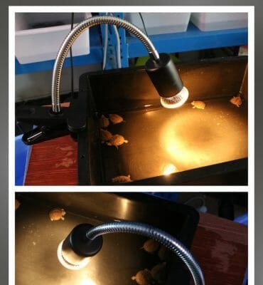 lampe UV et chauffante pour tortue terrestre fixée sur un terrarium