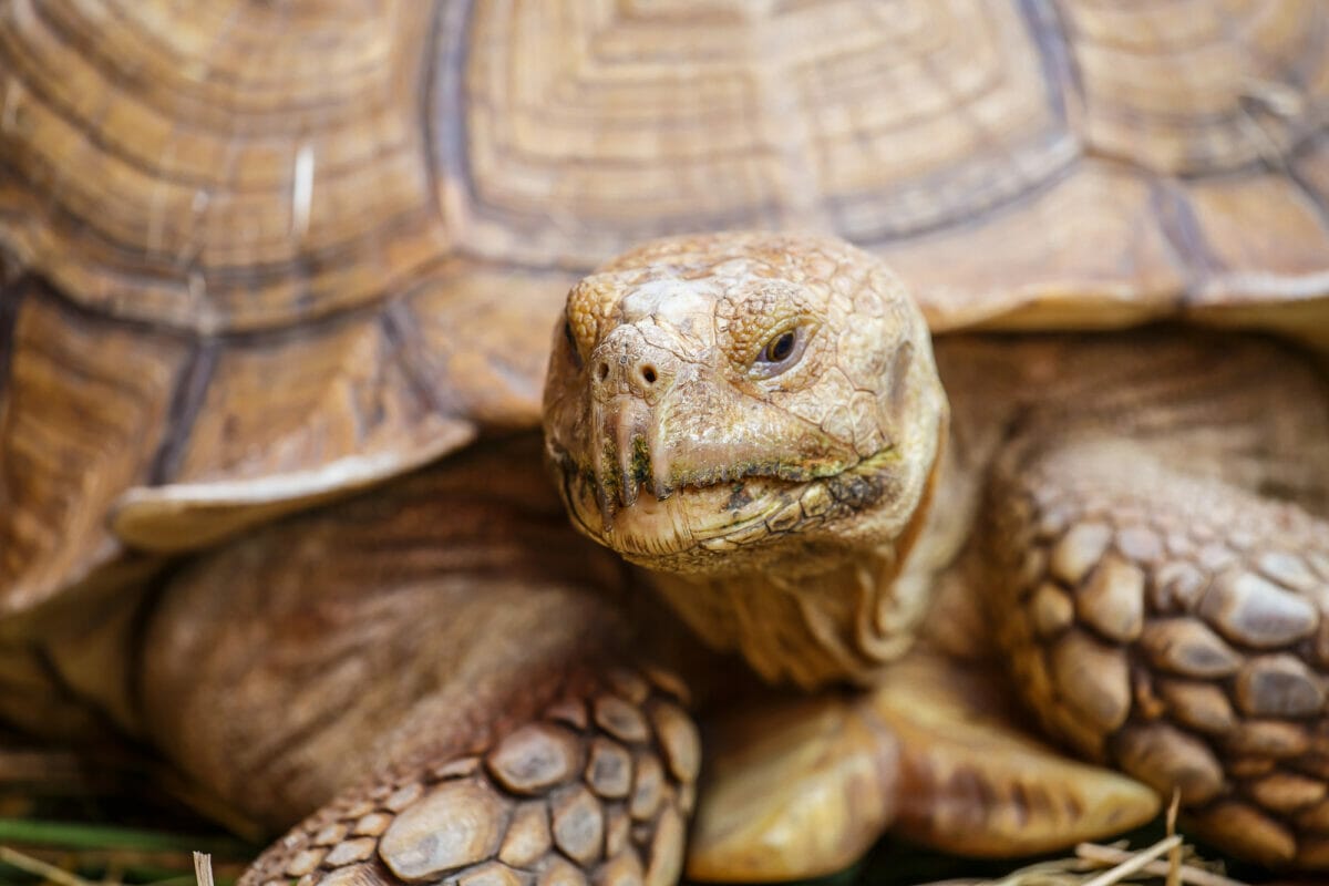 Tortue des Balkans : Tout savoir sur elle ! - Blog