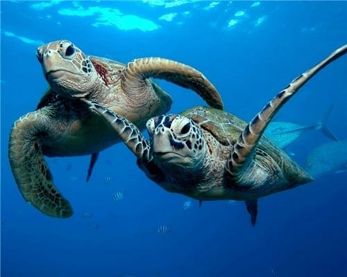 Les tortues en balade