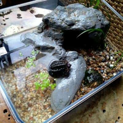Aquarium et ses tortues d'eau avec pompe à eau intégrée
