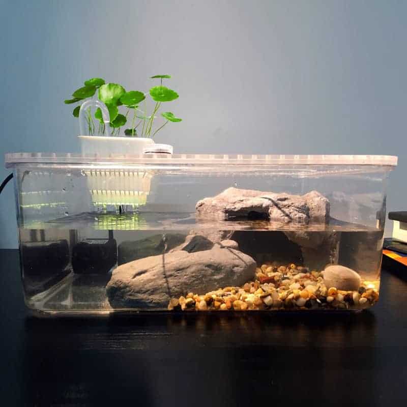 Aquarium pour tortue d'eau avec pompe à eau intégrée