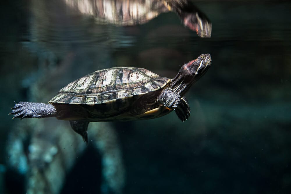 J'ai une tortue aquatique dans un étang, est-ce qu'il faut la rentrer? —