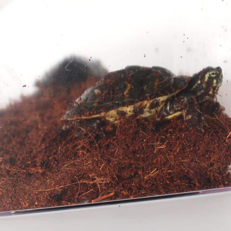 tortue dans son enclos avec un sol agréable