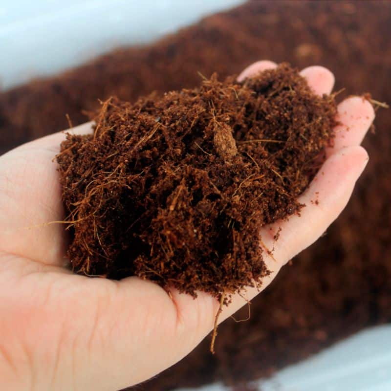 fibre de noix de coco pour tortues et autres reptiles