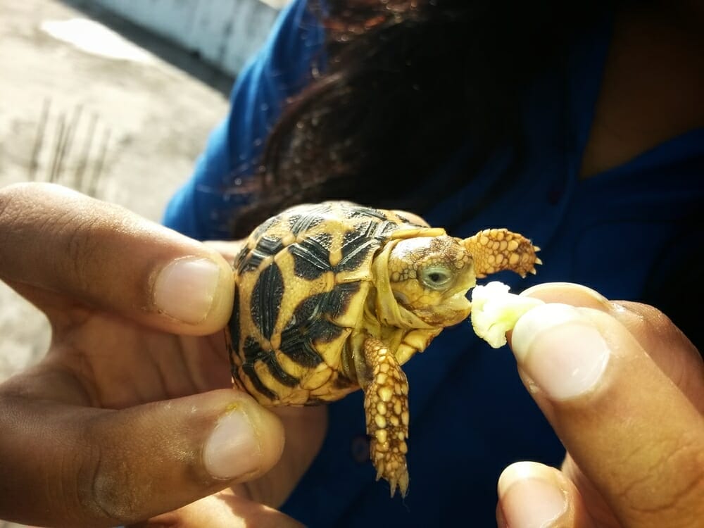 bébé tortue mange de la salade