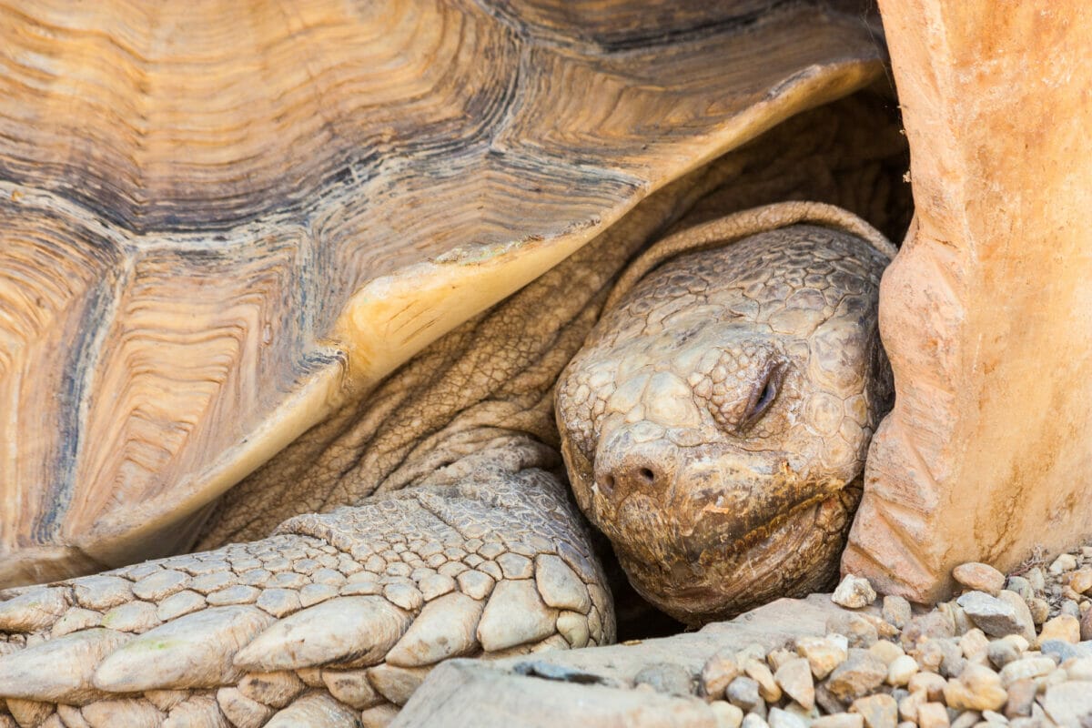 tortue de terre vue de profil