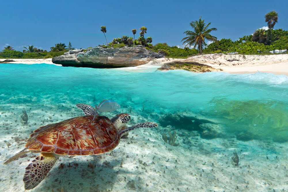 L'âge de la tortue marine, des scientifiques sur le sujet pour savoir leur âge