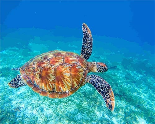 tortue de mer seule qui nage dans l'océan peinture acrylique DIY