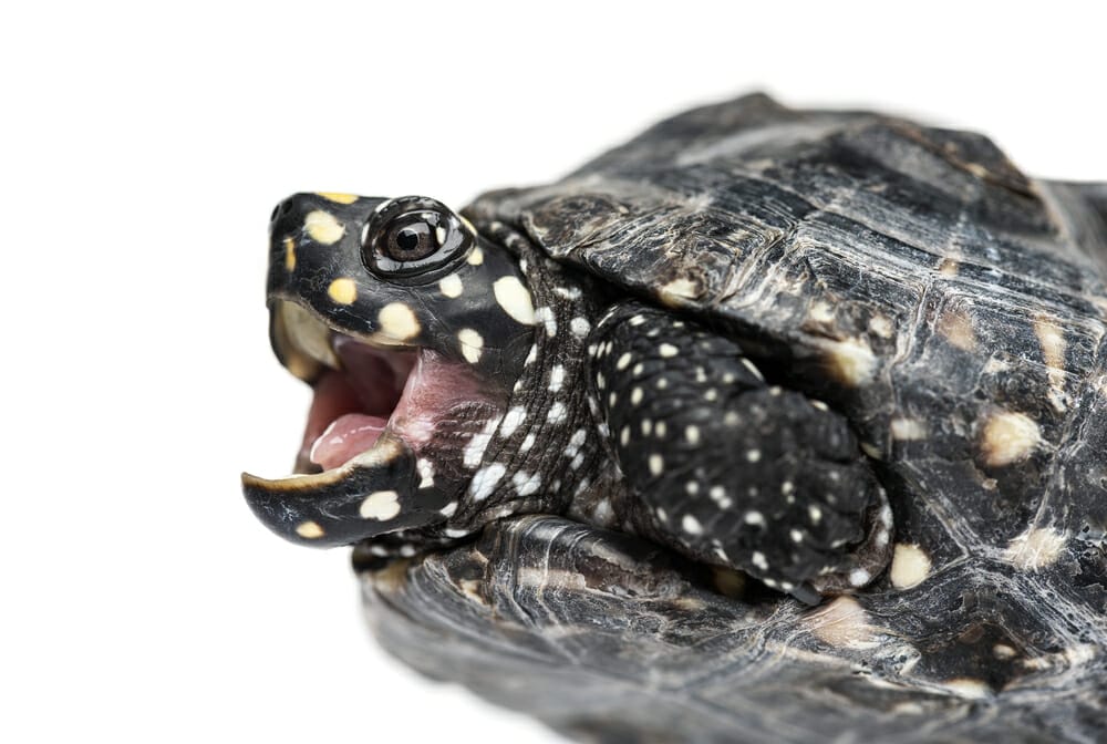 Comment rendre une tortue heureuse