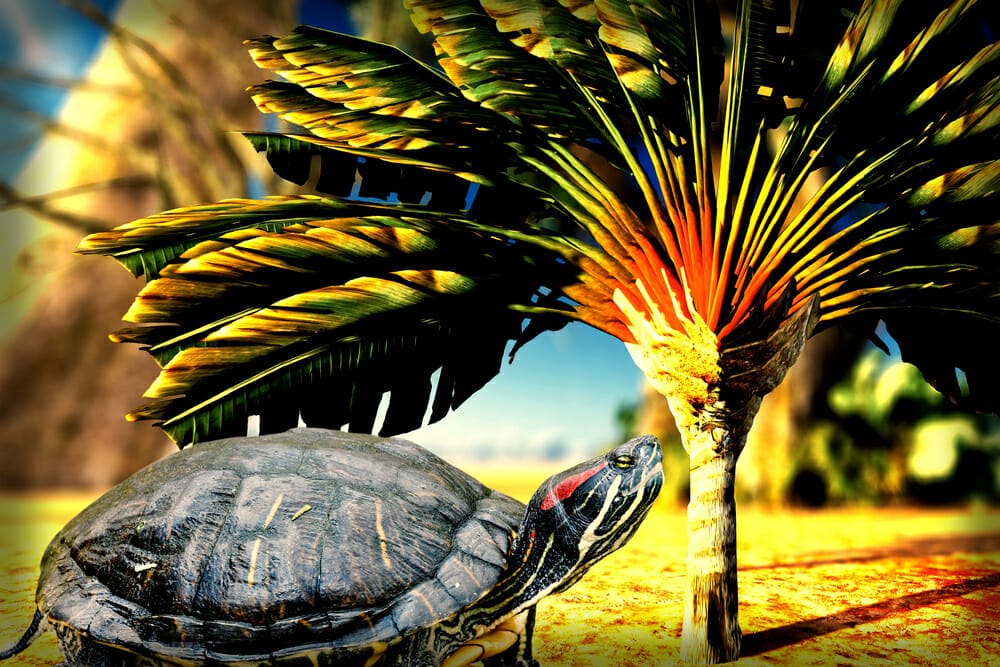 Animal totem tortue plante