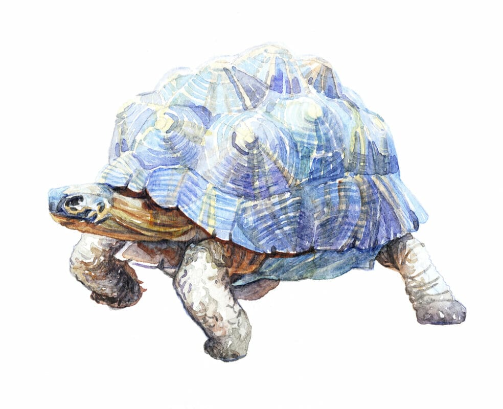 astre esprit tortue