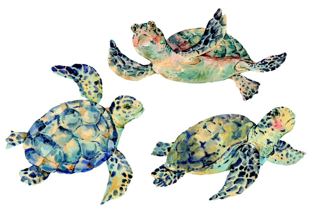 tortue aquarelle animal totem