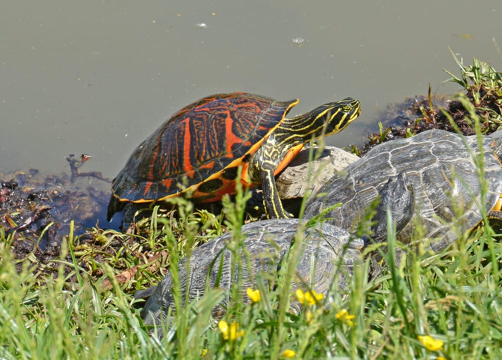 tortue aquatique au soleil