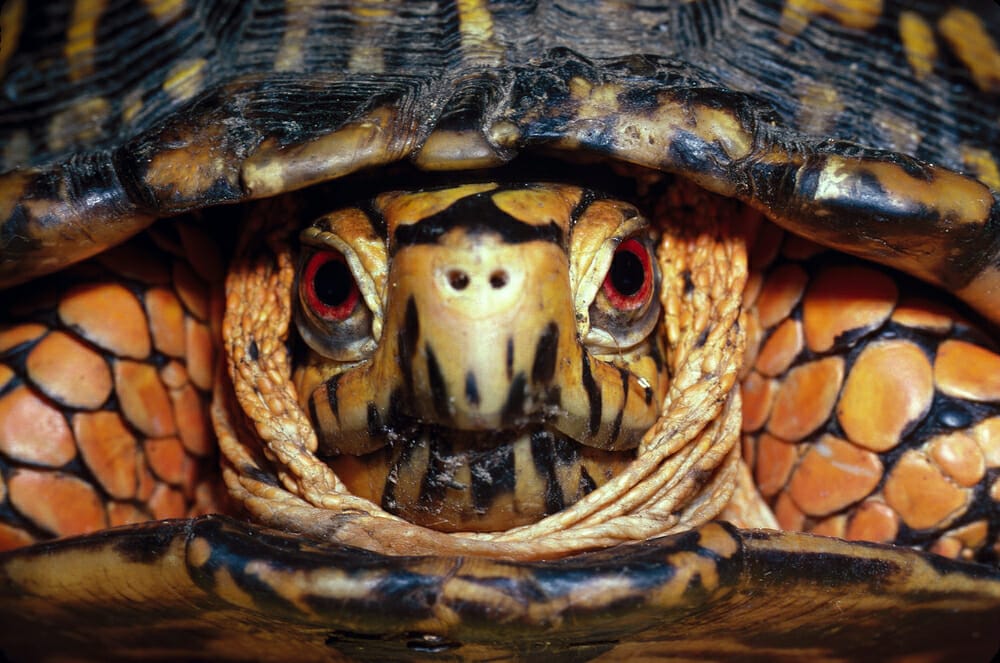 Comment Reconnaître une Tortue Mâle ou Femelle ? Univers Tortue