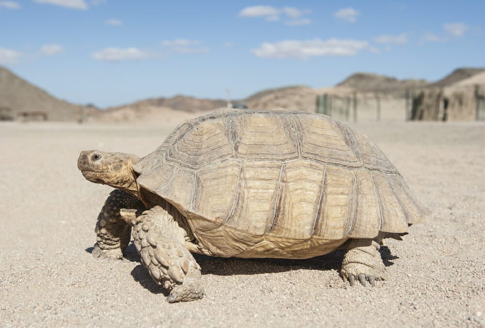 tortue du desert