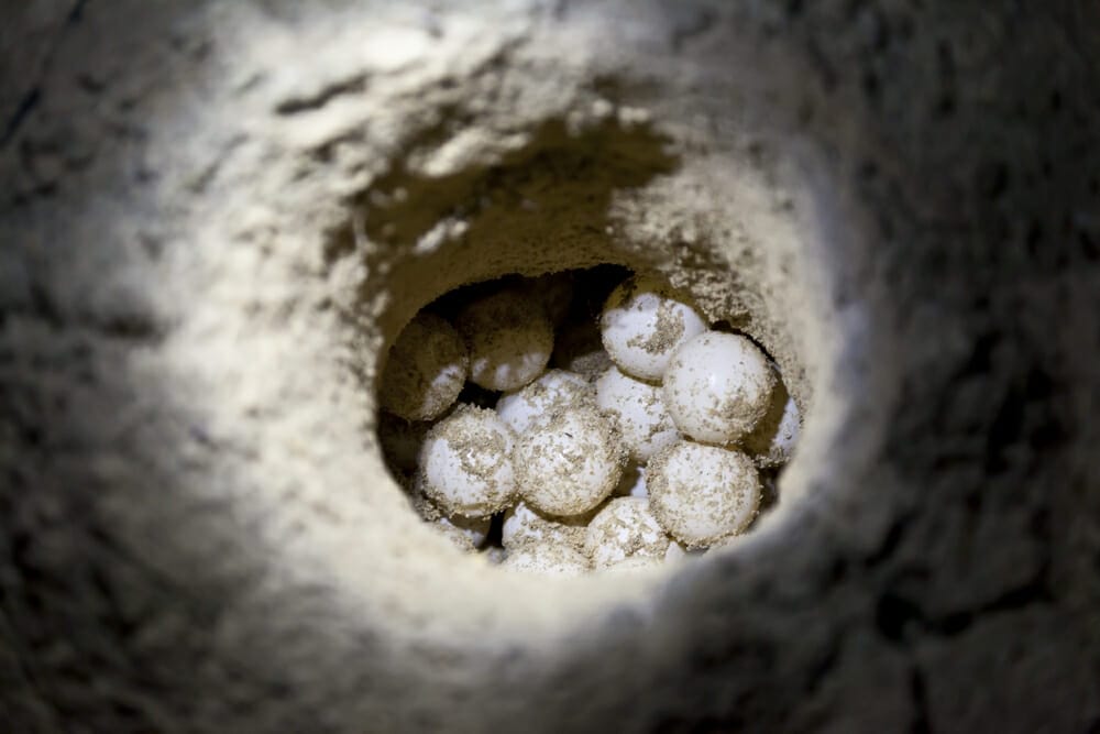 Oeufs de tortue verte dans le sable