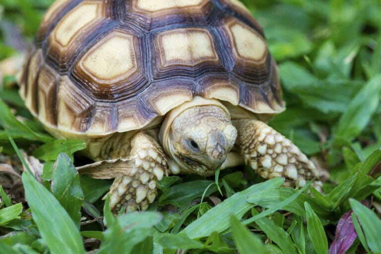 Comment Nourrir un Bébé Tortue ? Guide complet race par race Univers Tortue