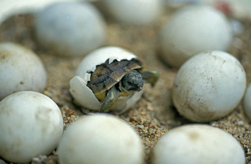 Naissance d'un bébé tortue