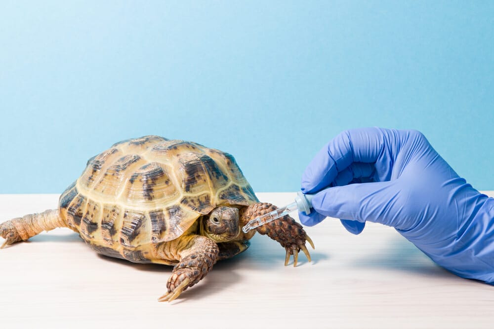 Vétérinaire soigne une tortue malade