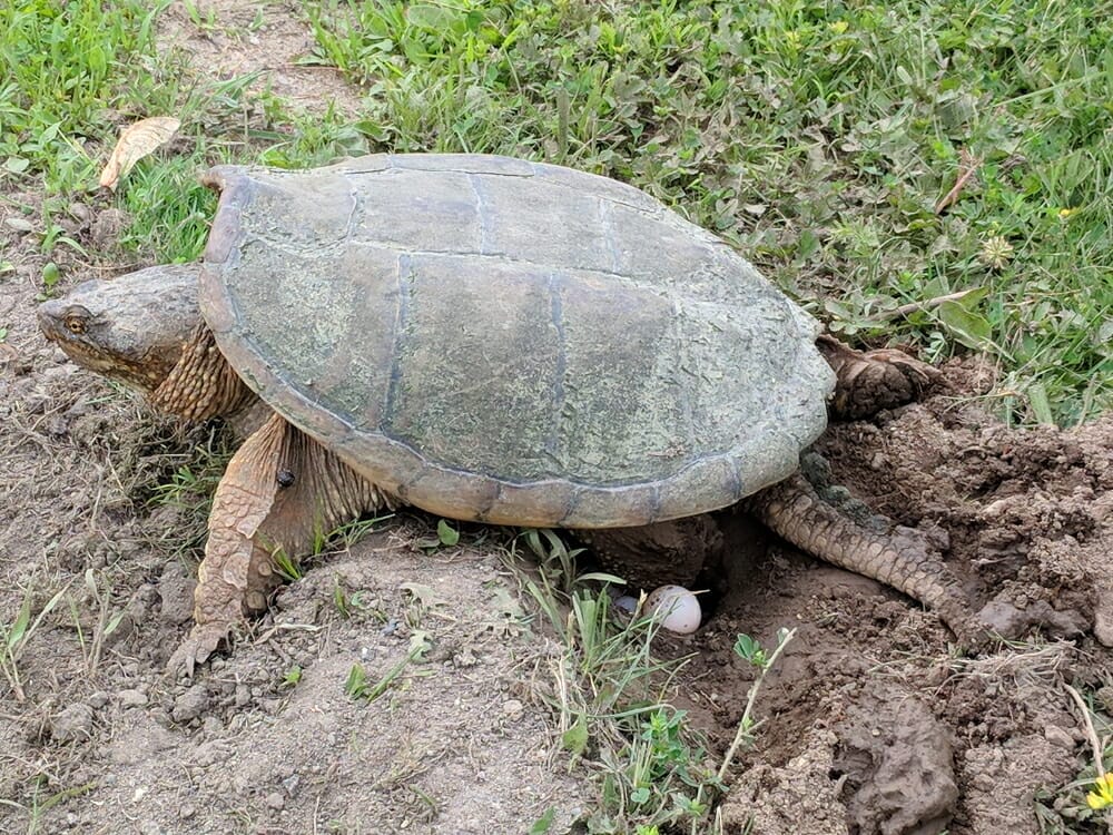 Tortue géante pond ses oeufs