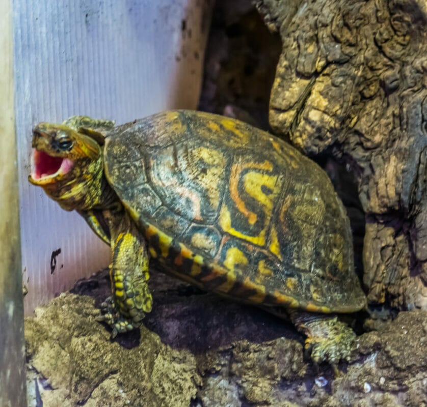 tortue qui couine