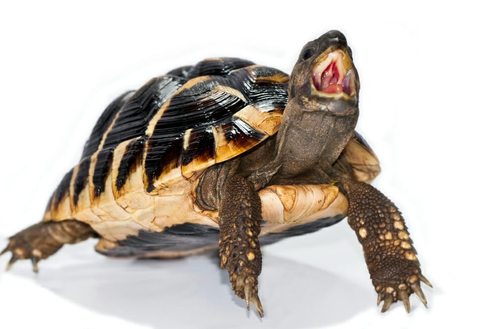 Tortue qui crie signification
