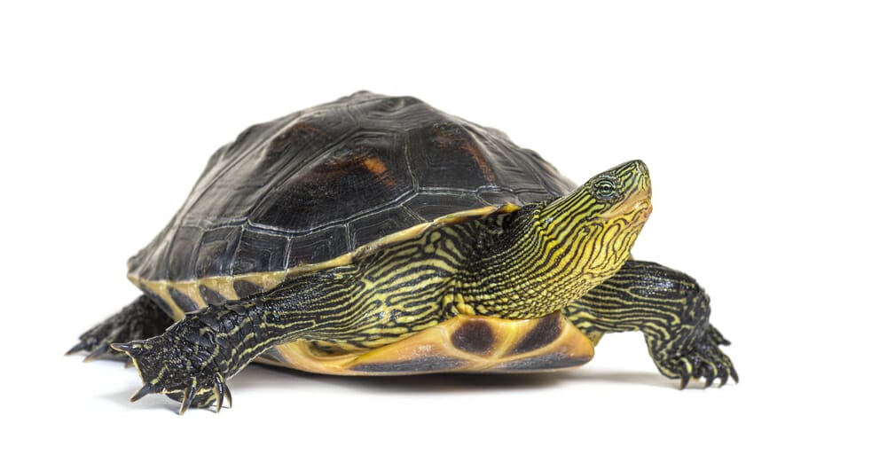 Tortue chinoise à cou rayé, Mauremys sinensis