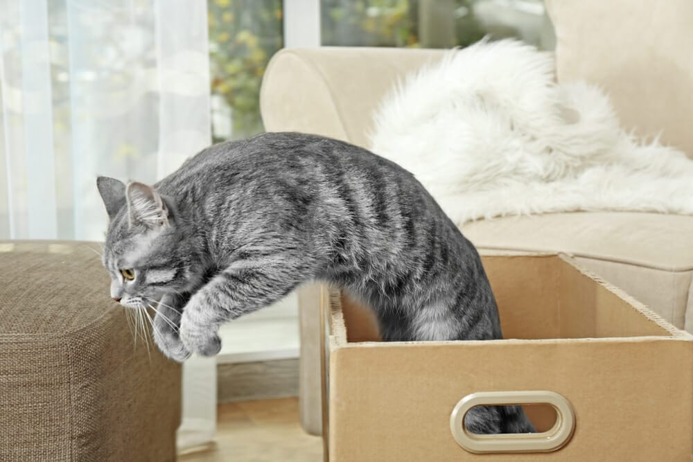 Chat qui court vers tortue