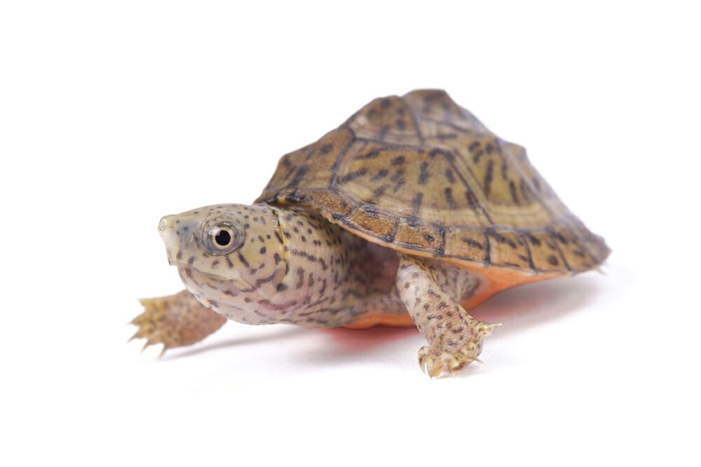 Cohabitation tortue d'eau avec d'autres espèces ? - Envies Animales