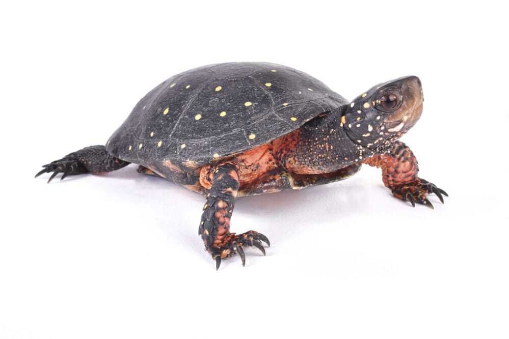 Petite tortue tachetée