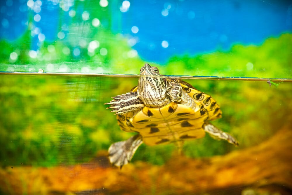 tortue qui nage dans son aquarium à l'abri du chat