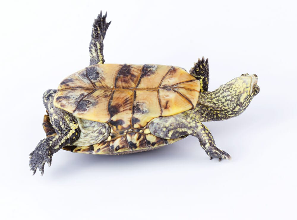 Tortue qui se retourne