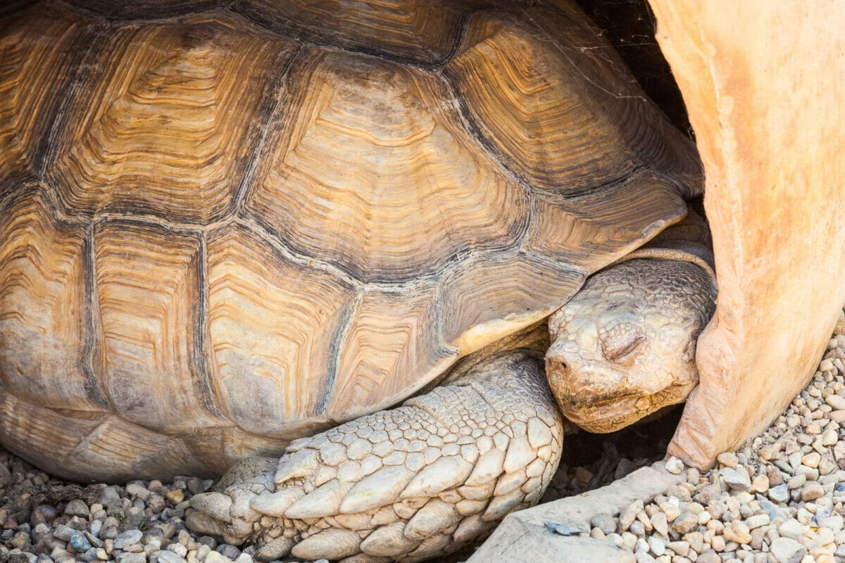 Quand la tortue hiberne