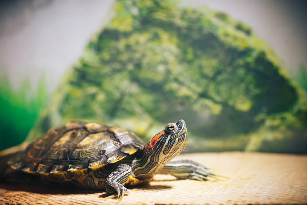 quelle tortue en appartement