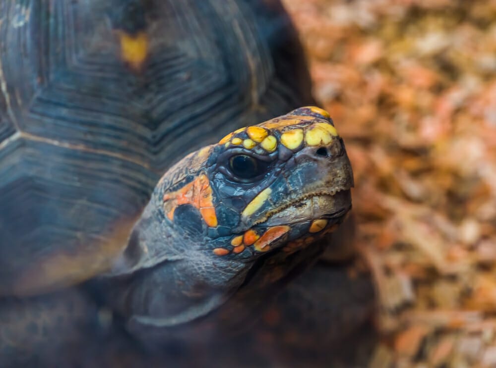 les tortues sont elles intelligentes
