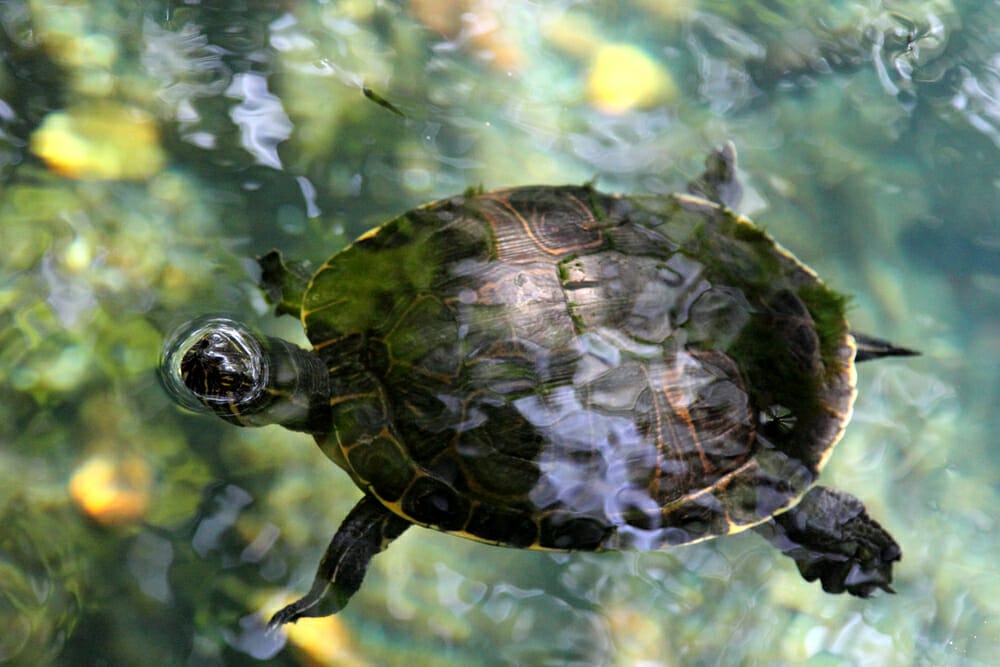 Les tortues entendent-elles sous l'eau
