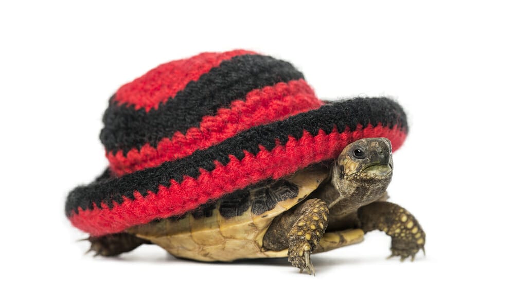 Est ce que les tortues sont dangereuses