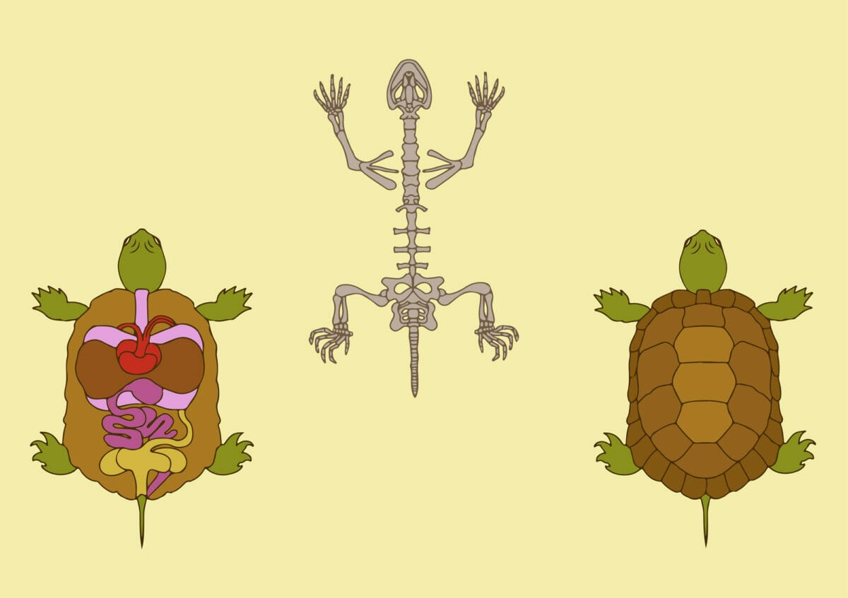 anatomie interne de la tortue