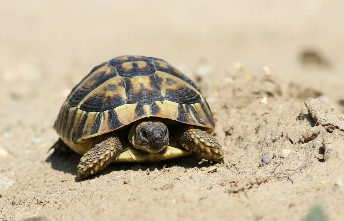 Tortue Hermann et Forte Chaleur