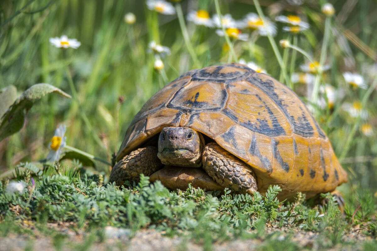 Tortue Hermann et Forte Chaleur