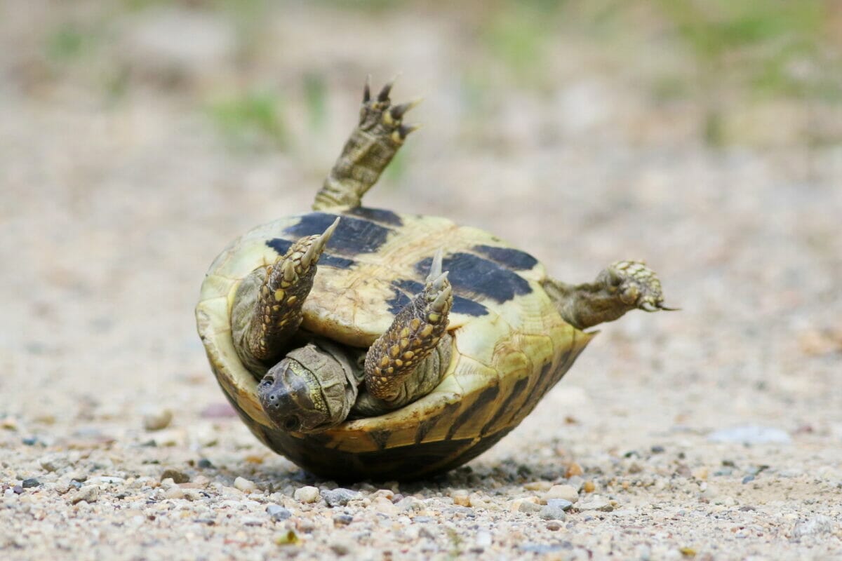 L'origine de la carapace des tortues enfin dévoilée - Sciences et Avenir