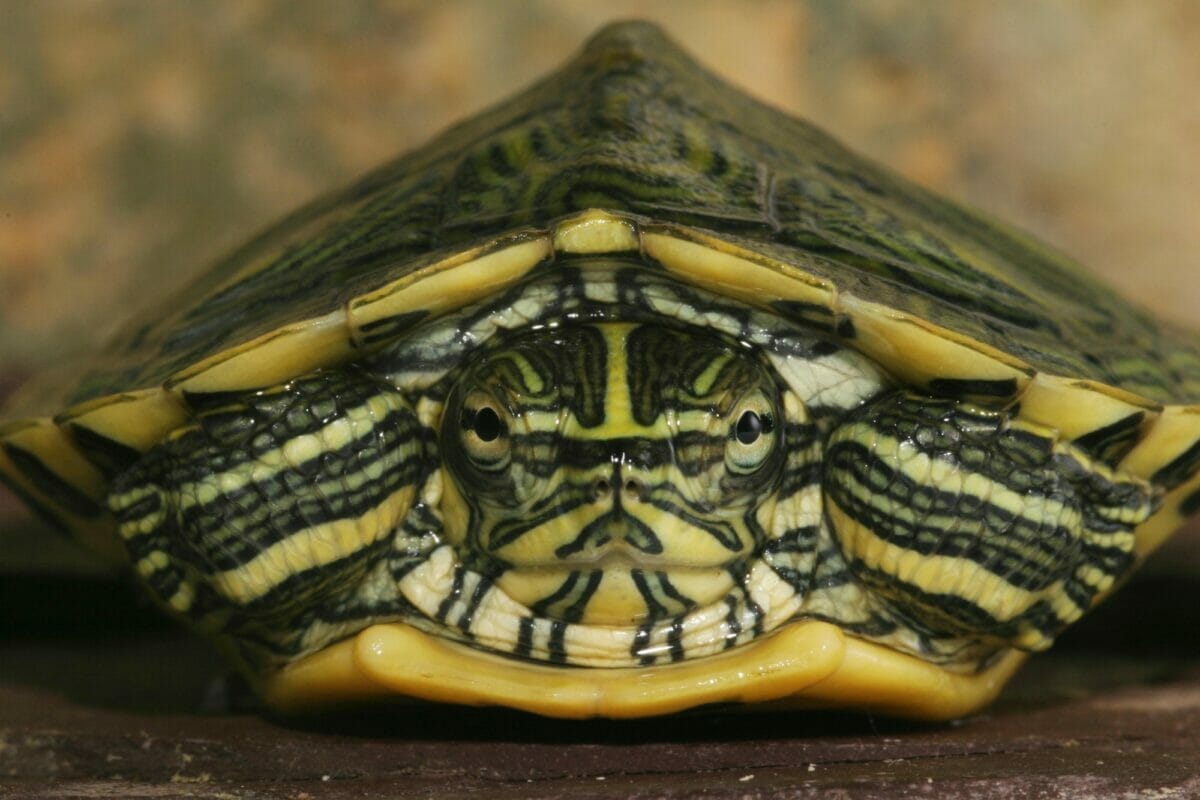 Hibernation de la Tortue d'Eau