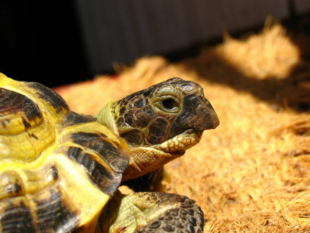 Substrat Tortue : Guide Complet
